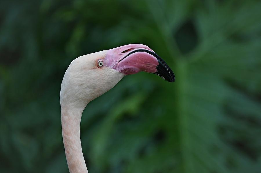 Flamingo Head 2 Photograph by Fraida Gutovich