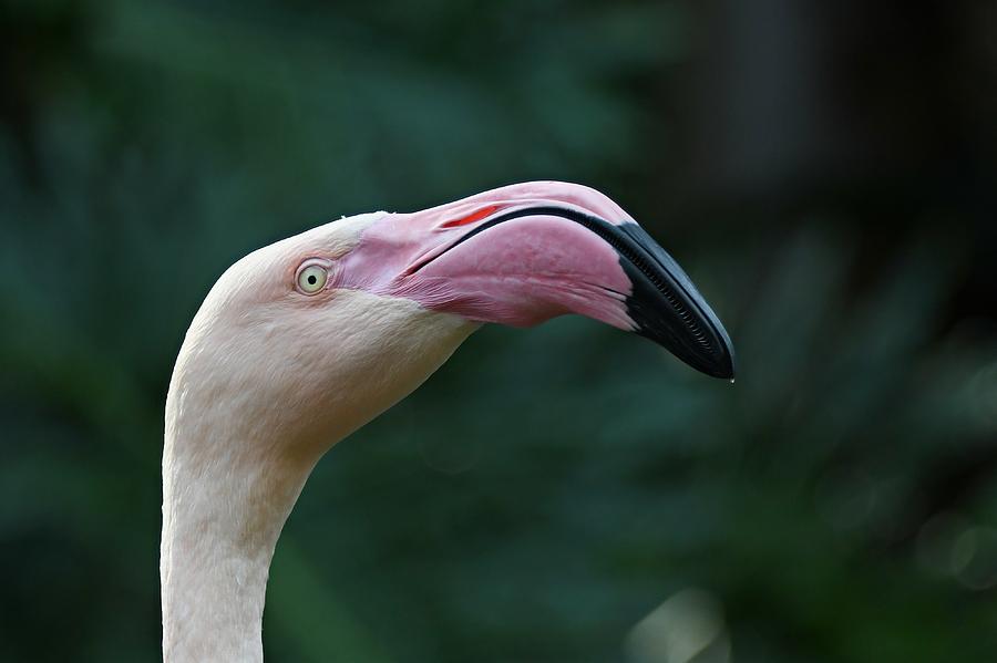 Flamingo Head 3 Photograph by Fraida Gutovich