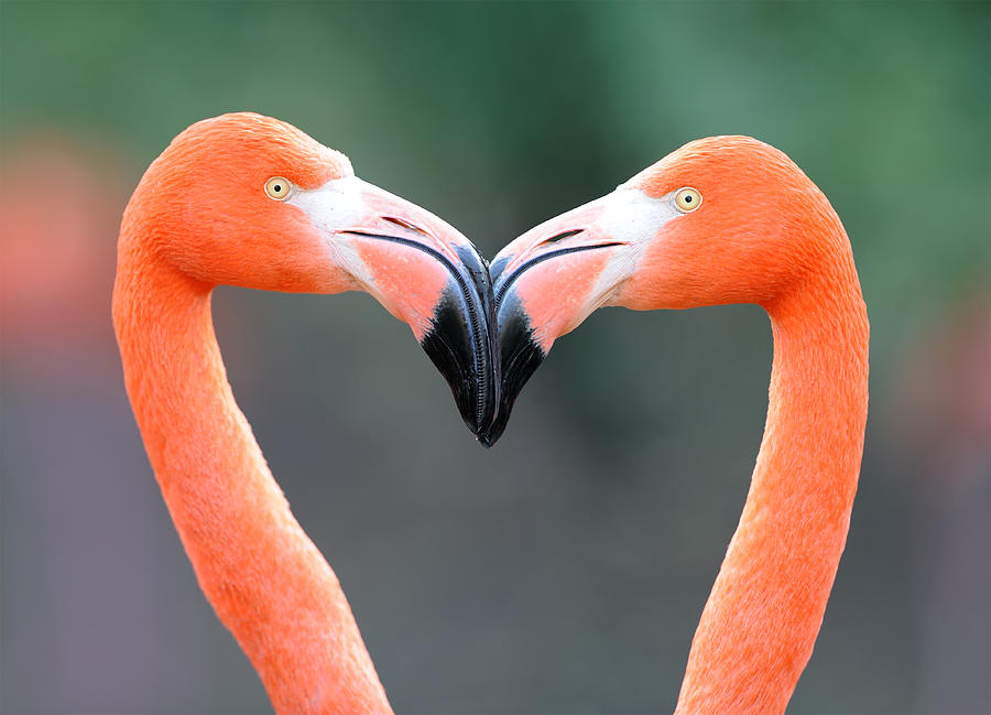 Flamingo Heart Photograph by 4fr