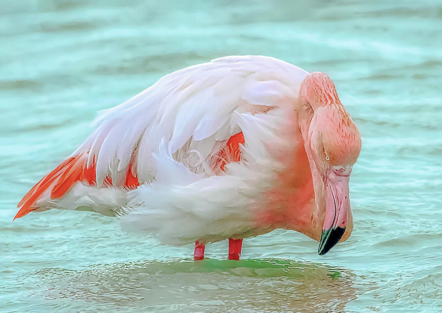 Flamingo hunting Photograph by Loredana Gallo Migliorini