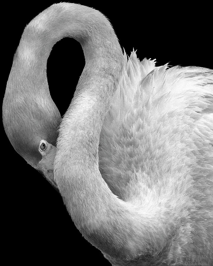Flamingo in Black and White Photograph by Perla Copernik