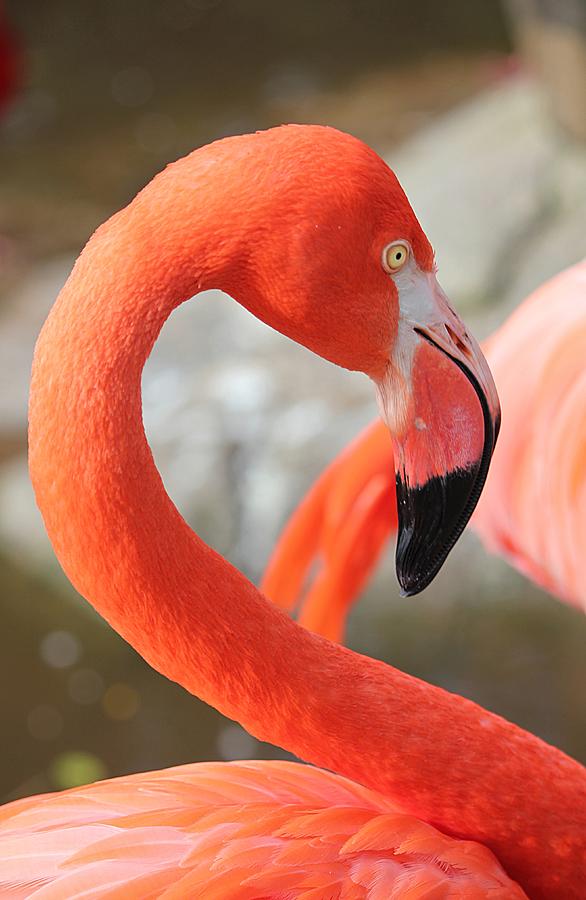 Flamingo Photograph - Flamingo in Colour by Erna Muller