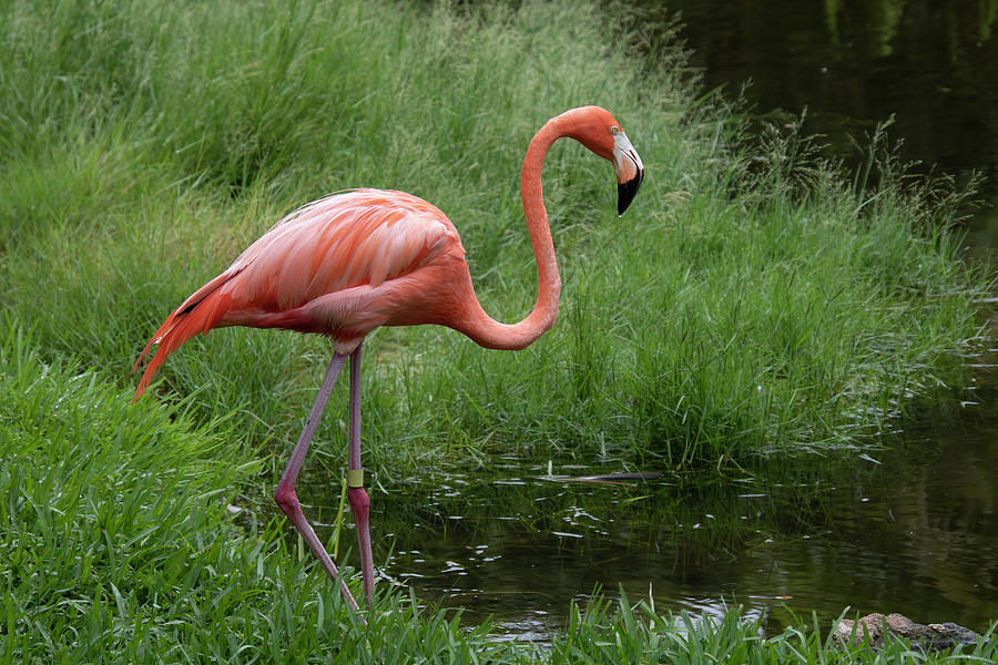 Flamingo in Grass Photograph by Robert Wilder Jr