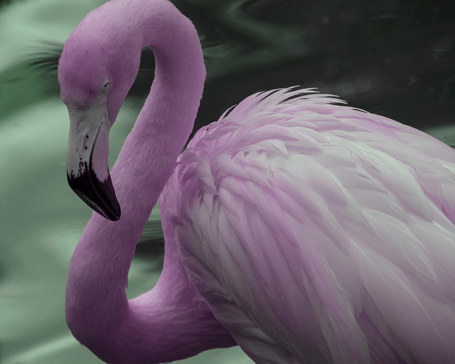 Flamingo in Infrared Photograph by Carolyn Hutchins