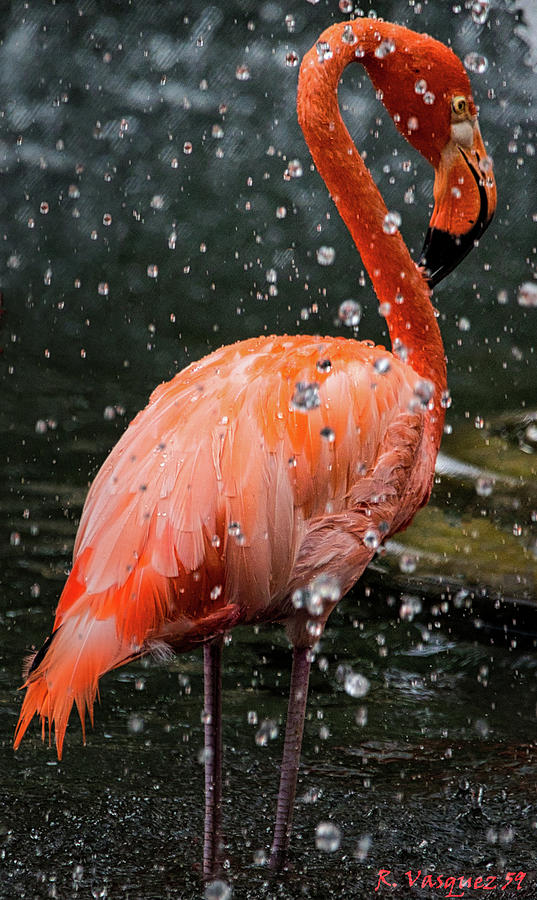 Flamingo In Water Photograph by Rene Vasquez