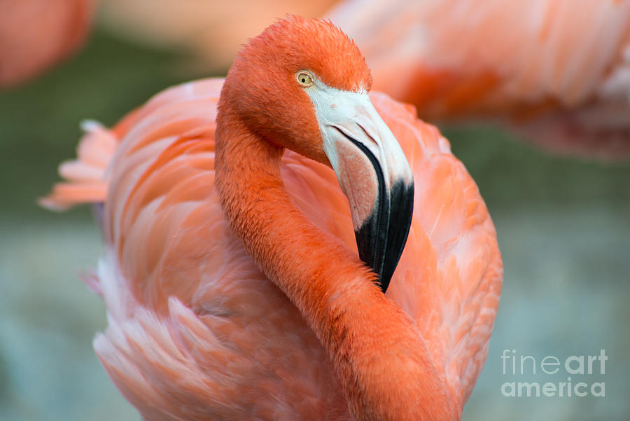 Flamingo Photograph by Jennifer Magallon