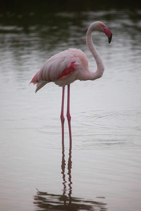 Flamingo Photograph by Karim SAARI