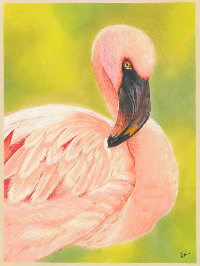 Flamingo Drawing by Kate Black
