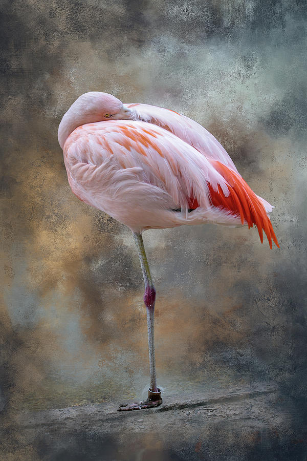 Flamingo Digital Art by Ken Frischkorn