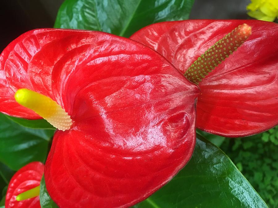 Flamingo-Lily Flower Photograph by Hung Nguyen | Pixels