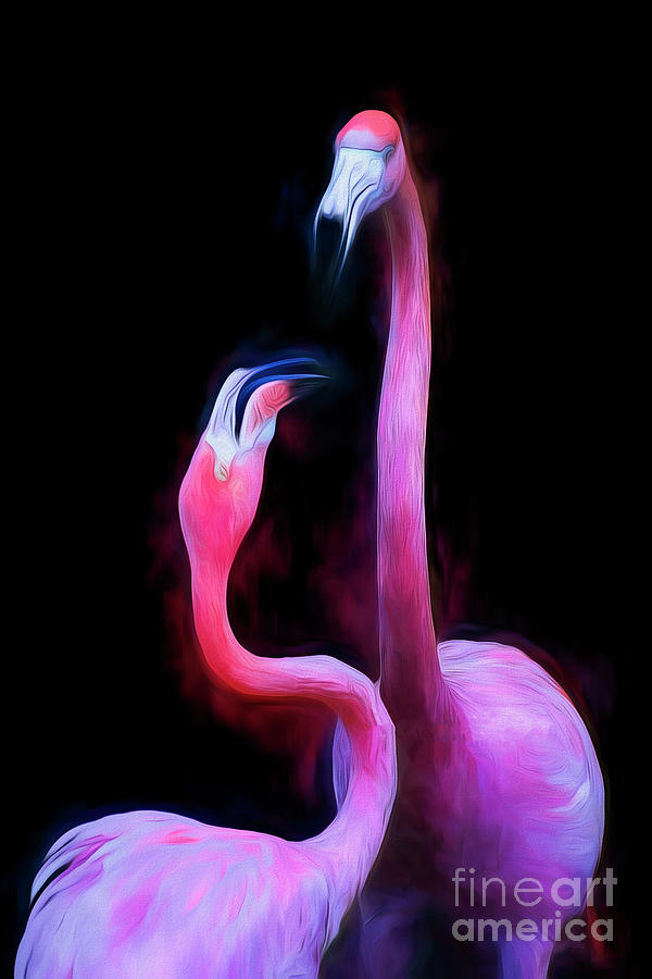 Flamingo Love Photograph by Kathy Baccari
