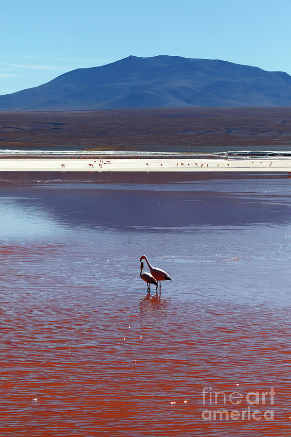 Flamingo Love Laguna Colorada Bolivia Photograph by James Brunker
