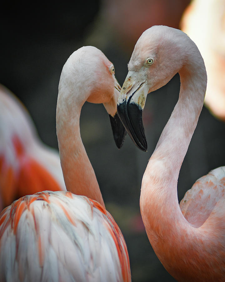 Flamingo Love Photograph by Michelle Wittensoldner