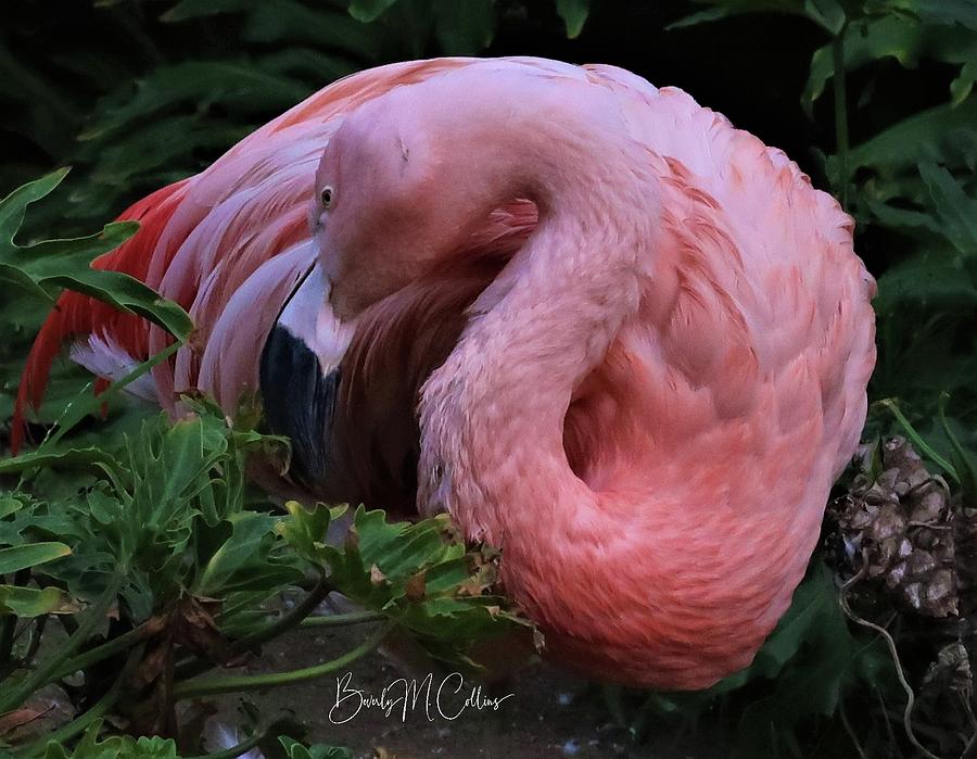 Flamingo Meditation Photograph by Beverly M Collins