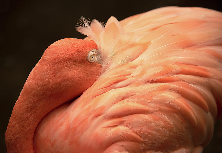Flamingo Photograph by Minnie Gallman Flamingo Photograph by Minnie Gallman