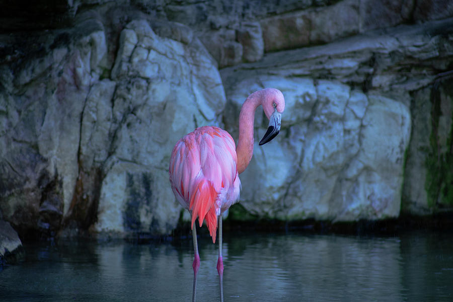 Flamingo Mood Photograph