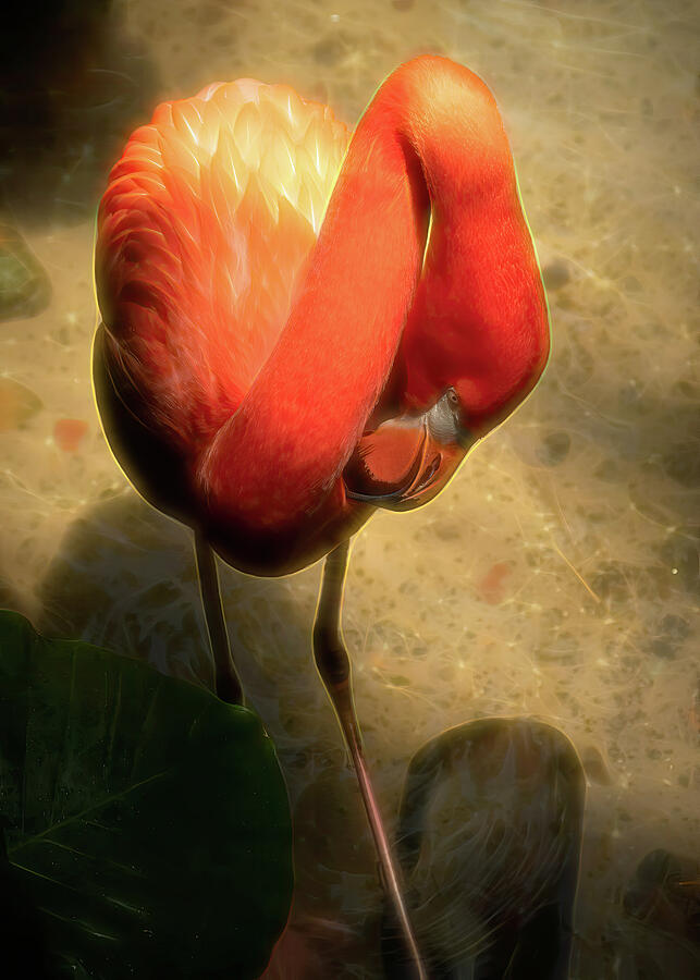 Flamingo No. 2 Photograph by Dodie Ross Flamingo No. 2 Photograph by Dodie Ross