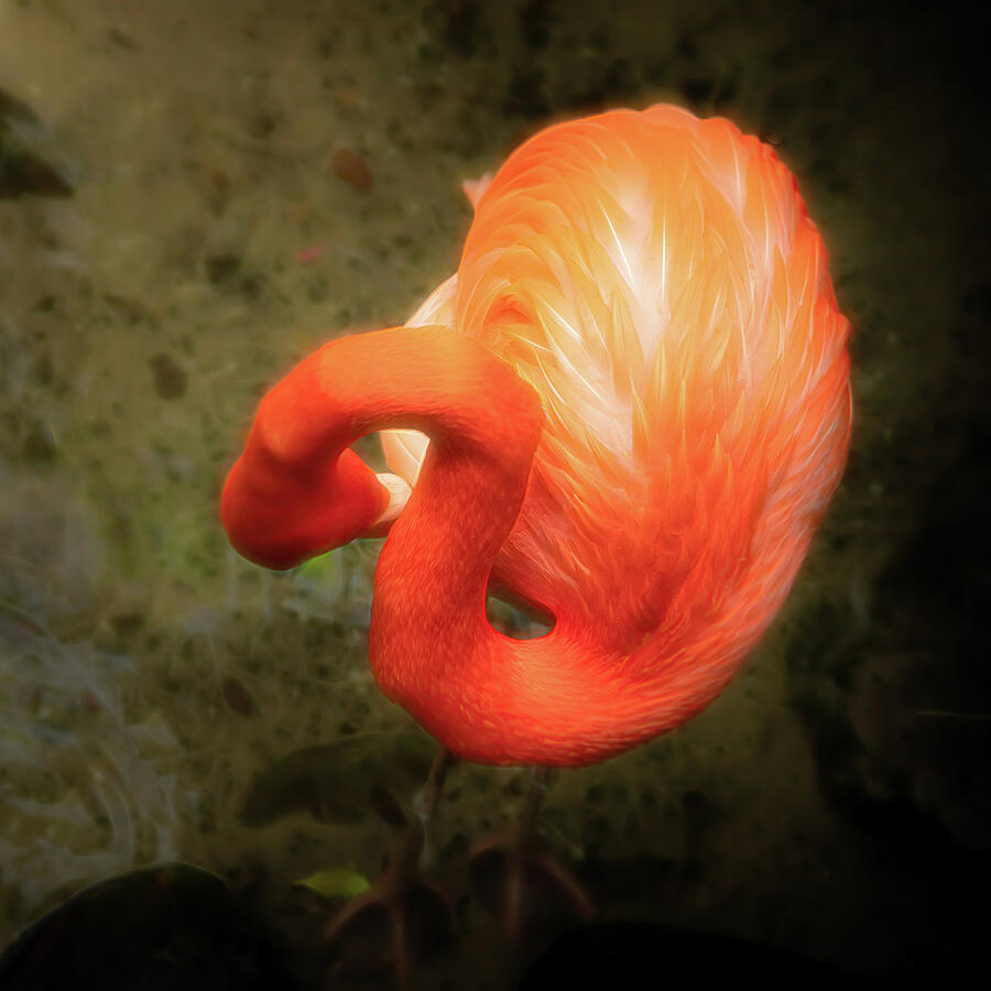Flamingo No.1 Photograph by Dodie Ross Flamingo No.1 Photograph by Dodie Ross