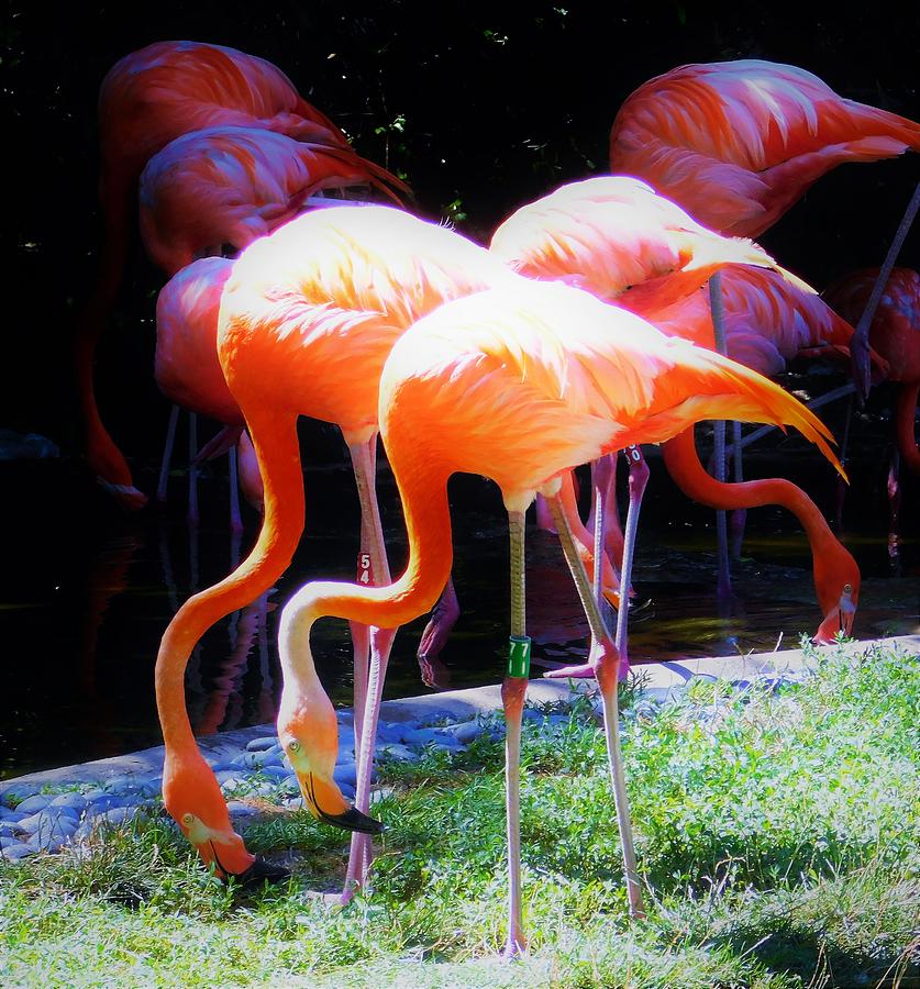 - Flamingo, order Phoenicopteriformes 2 Photograph by THERESA Nye