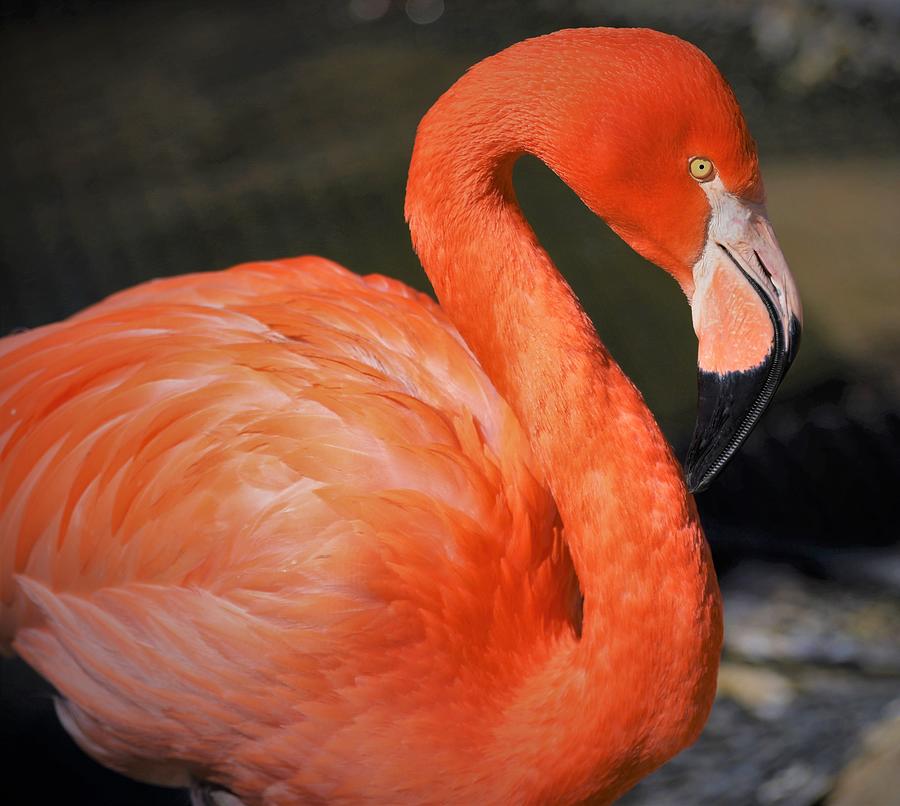 - Flamingo - order Phoenicopteriformes 3 Photograph by THERESA Nye