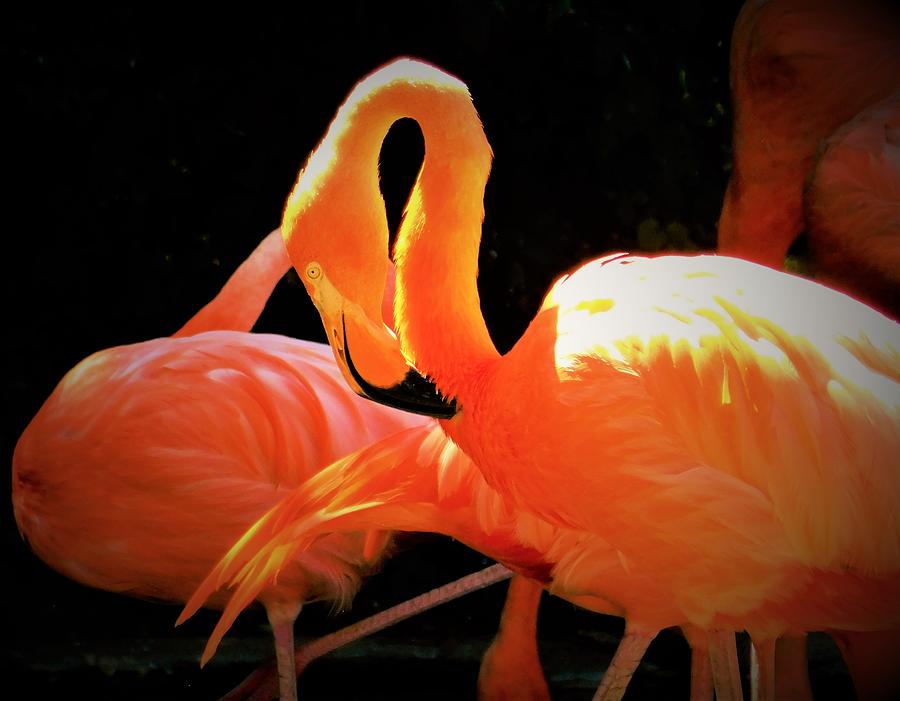 - Flamingo - order Phoenicopteriformes Photograph by THERESA Nye