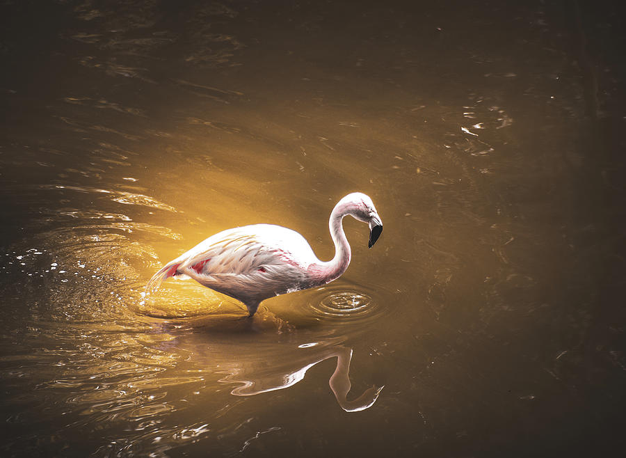 Flamingo Paddle Photograph