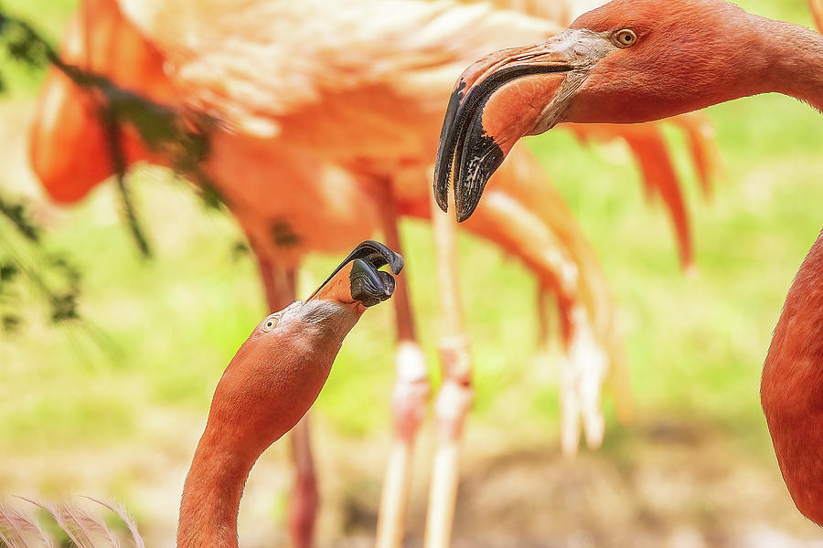 Flamingo Parents Photograph by Steve Rich
