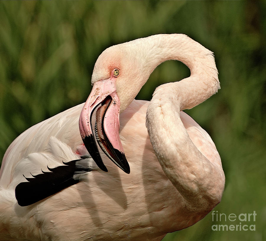 Flamingo Looking Backwards  Impressive Powerful Big Bird Open Mouth Showing Teeth Flexible Neck  Photograph by Tatiana Bogracheva