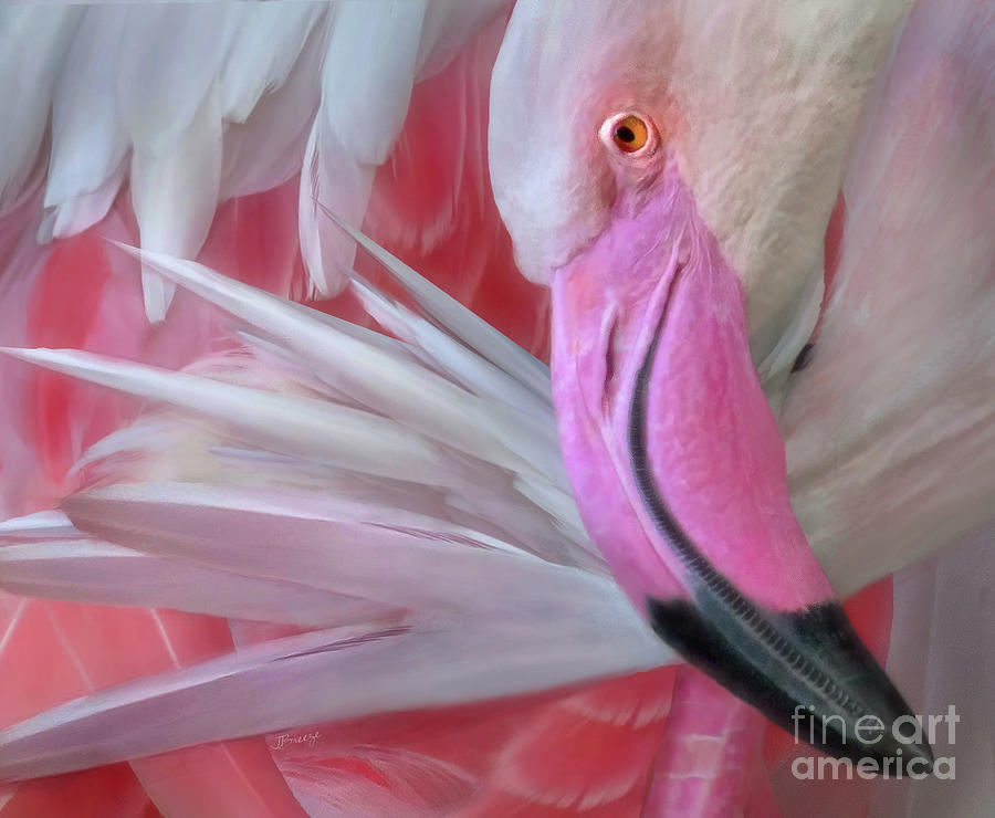 Flamingo Pinked Photograph by Jennie Breeze