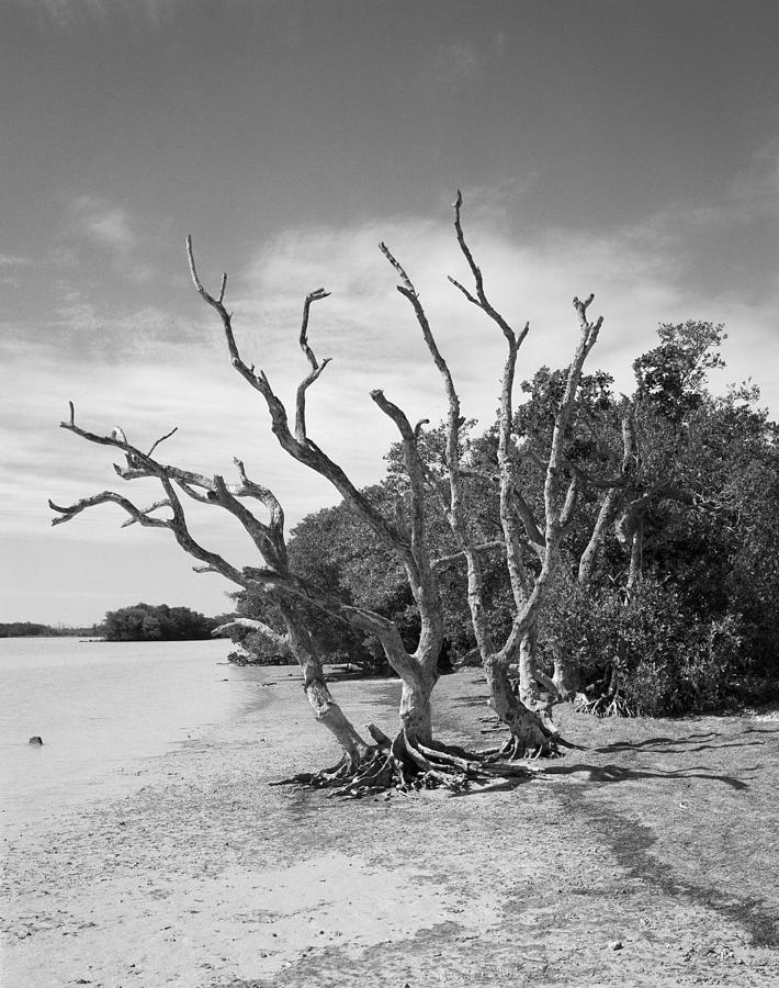 Flamingo point Tree duo. Everglades, Florida-1  Photograph by Rudy Umans