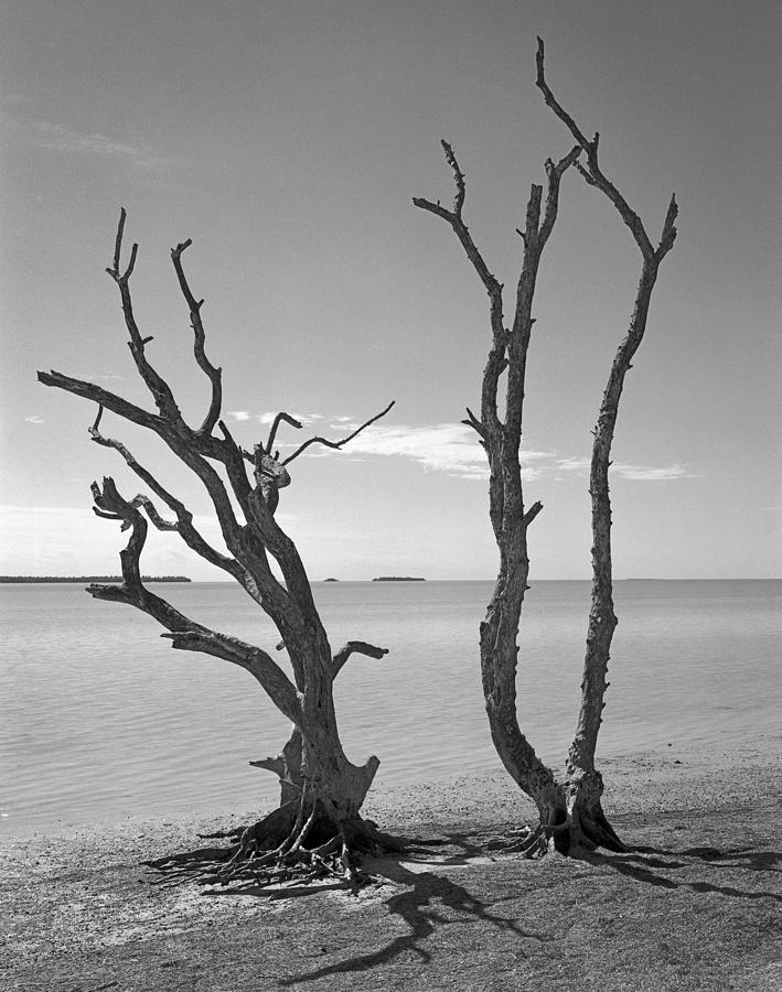 Flamingo point Tree duo  Photograph by Rudy Umans