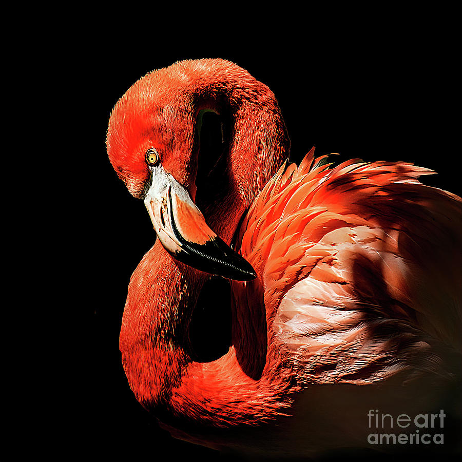 Flamingo portrait Pyrography by Brian Tarr