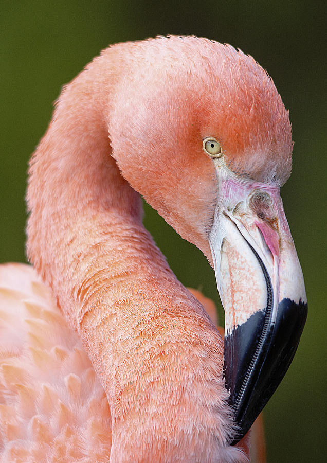 Flamingo portrait Photograph by Gareth Parkes