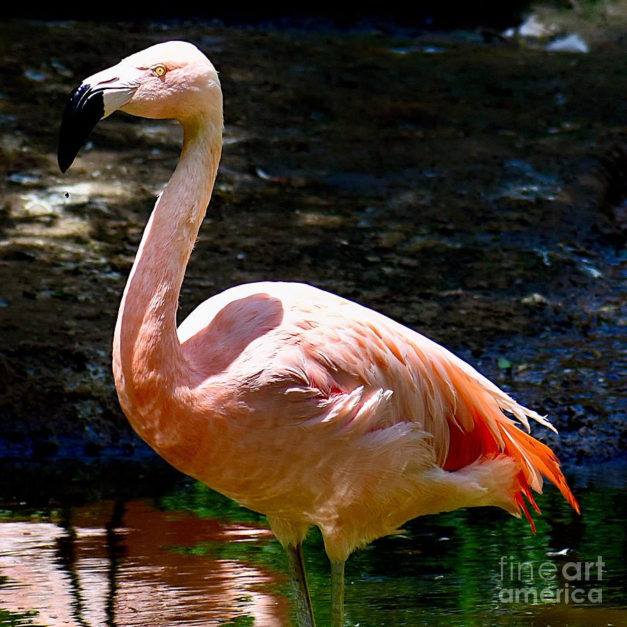 Flamingo Portrait - Square Photograph by Linda Brittain
