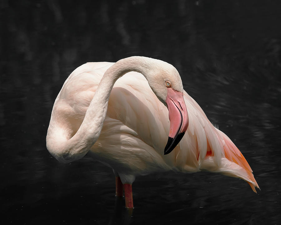 Flamingo Pose-I Photograph by Ray Silva