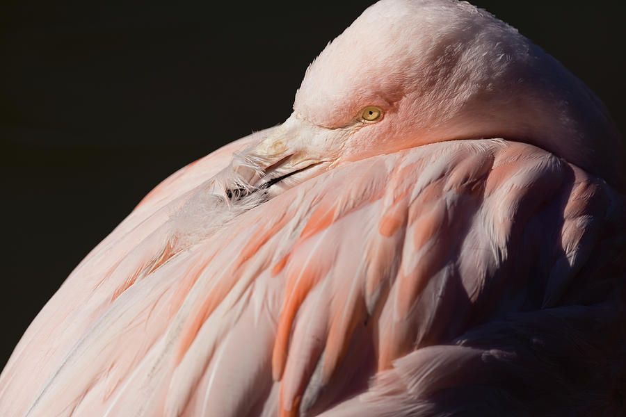 Flamingo Preens Photograph by Rachel Morrison