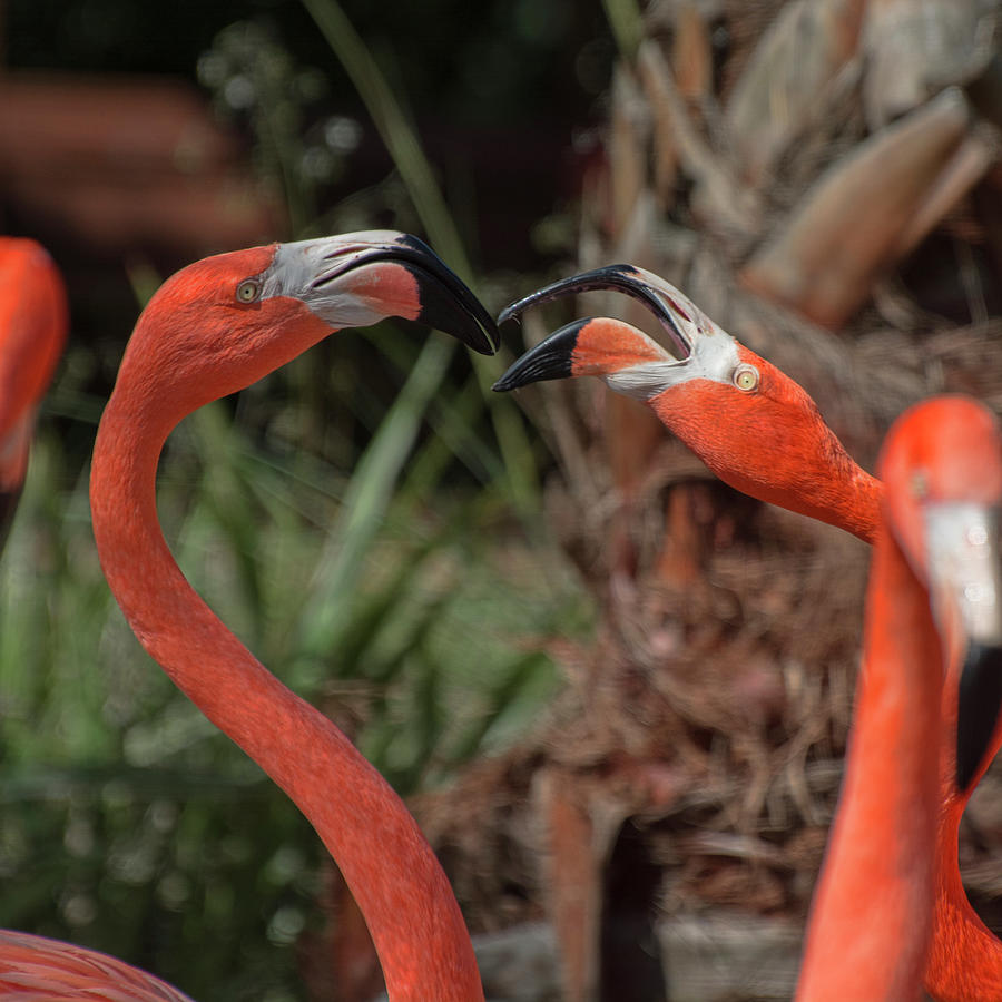 Flamingo Quarrel Photograph by Carolyn Hutchins