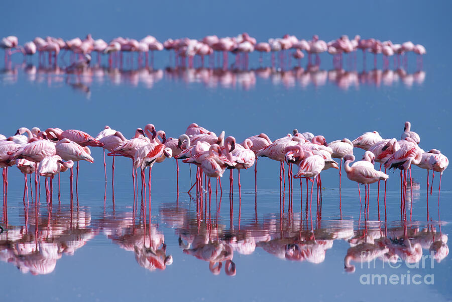 Flamingo Photograph - Flamingo Reflection - Lake Nakuru by Sandra Bronstein