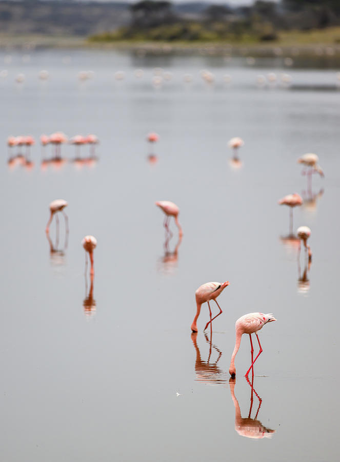 Flamingo Reflections Photograph by David Hart