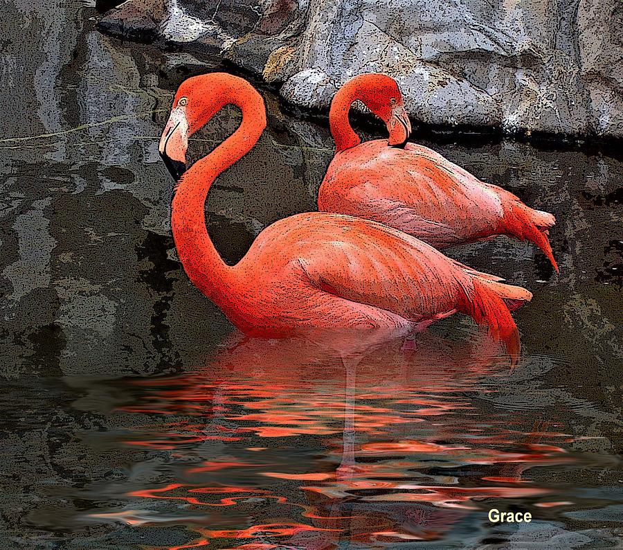 Flamingo Photograph - Flamingo Reflections by Julie Grace