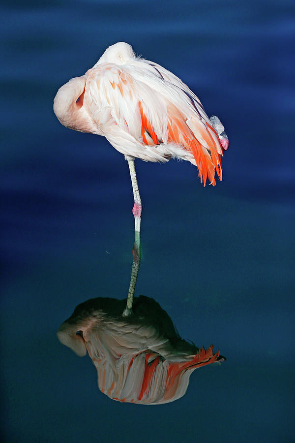 Flamingo Reflections Photograph