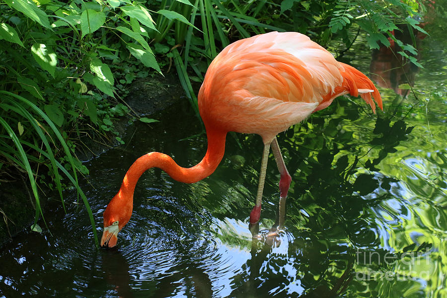 Nature Photograph - Flamingo by Rosanna Life