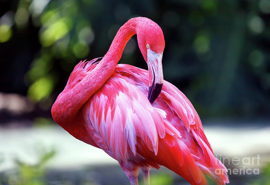 Flamingo Scratch in Los Angeles Photograph by John Rizzuto
