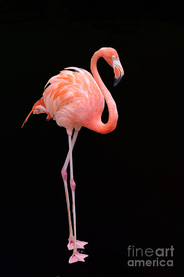 Flamingo Set Facing Right On Black Photograph