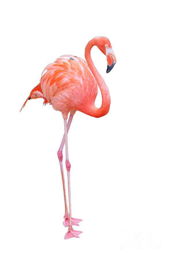 Flamingo Set Facing Right On White Photograph