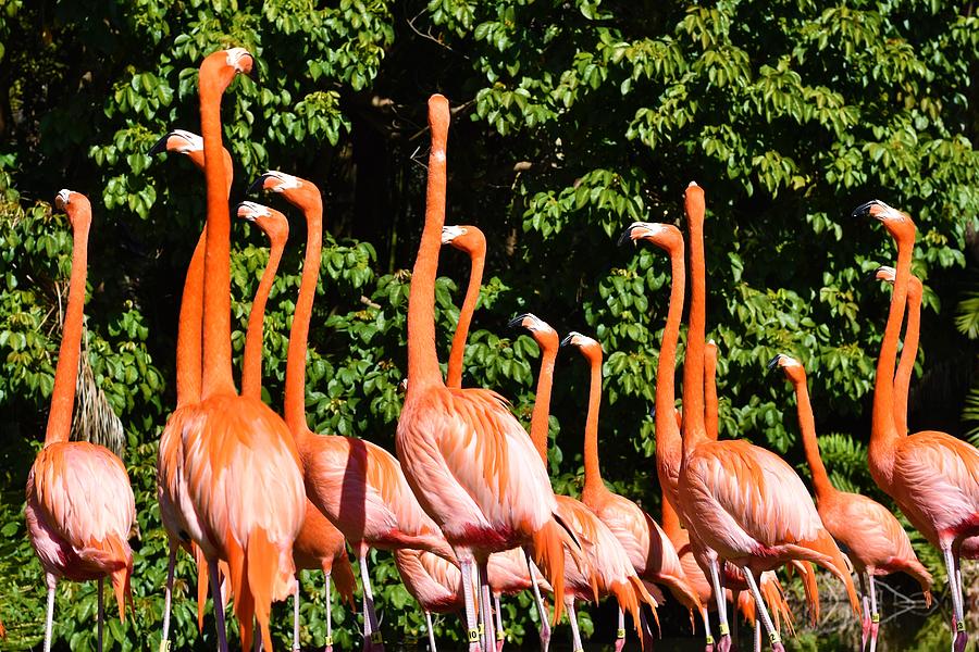 Flamingo Shuffle Photograph by Annelise Adams - Pixels