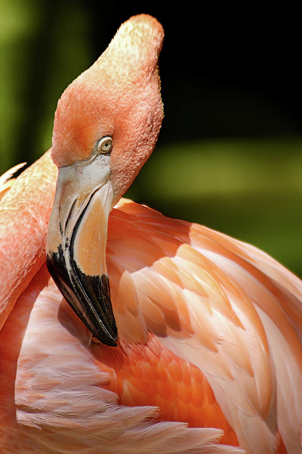 Flamingo Siesta Photograph by Jill Love
