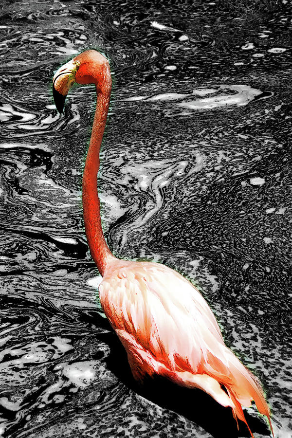 Flamingo Photograph - Flamingo by Simone Hester