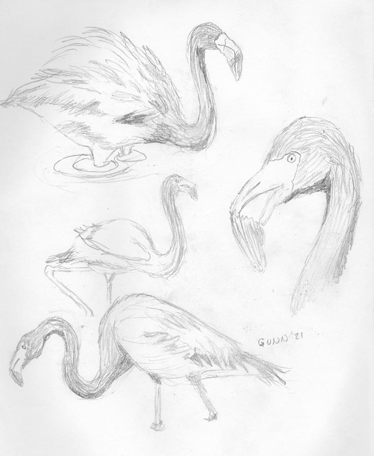 Flamingo Sketches Drawing by Katrina Gunn