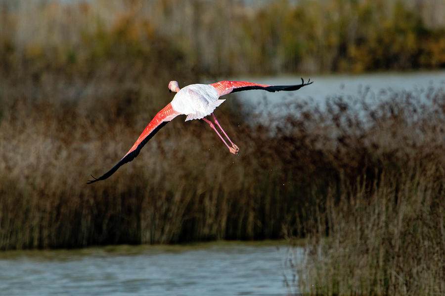Flamingo Photograph by Stelios Kleanthous